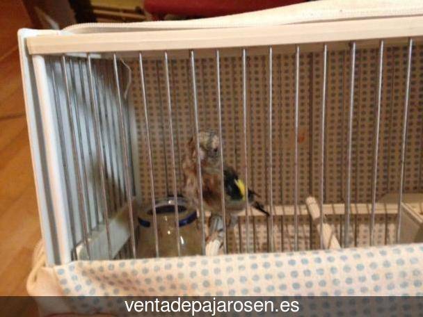 Cria de canarios en casa Valdegovía - Gaubea?